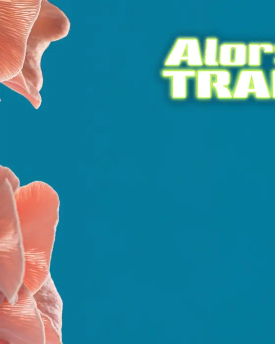Photo de Alors on Trance (De Chinastraat, Ghent, Belgique, 28 novembre 2026)
